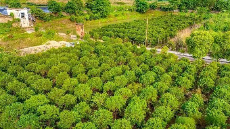 嘉宝果的种植技术