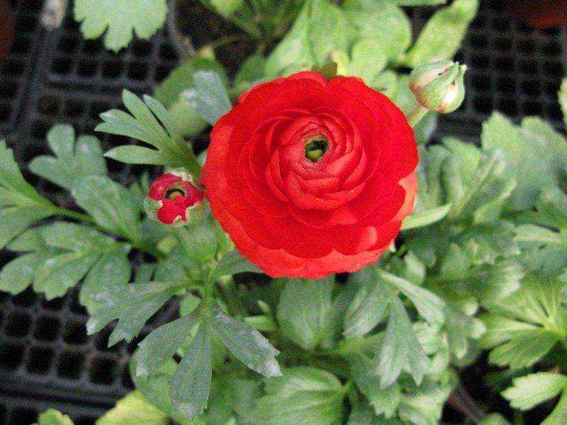 花毛茛种植方法