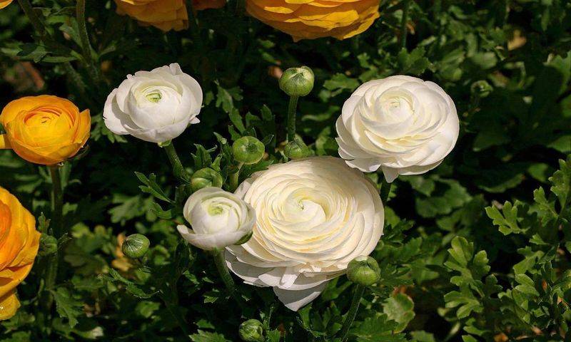 花毛茛种植方法