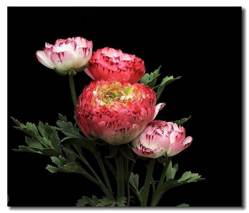 花毛茛种植方法