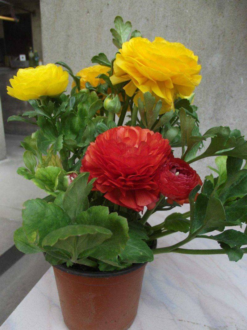 花毛茛种植方法