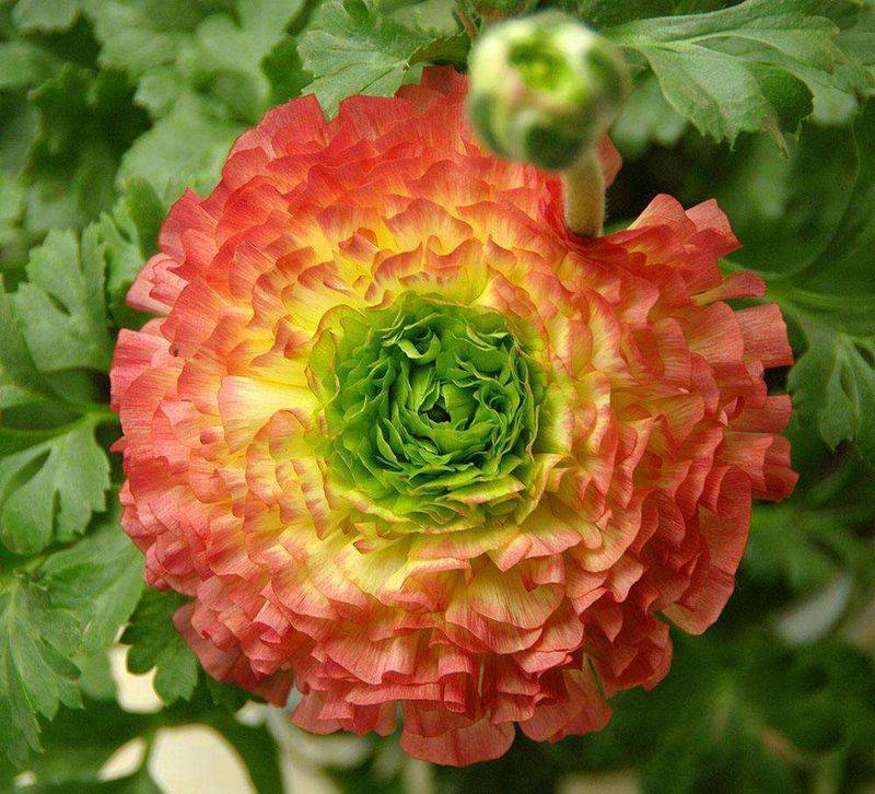 花毛茛种植方法