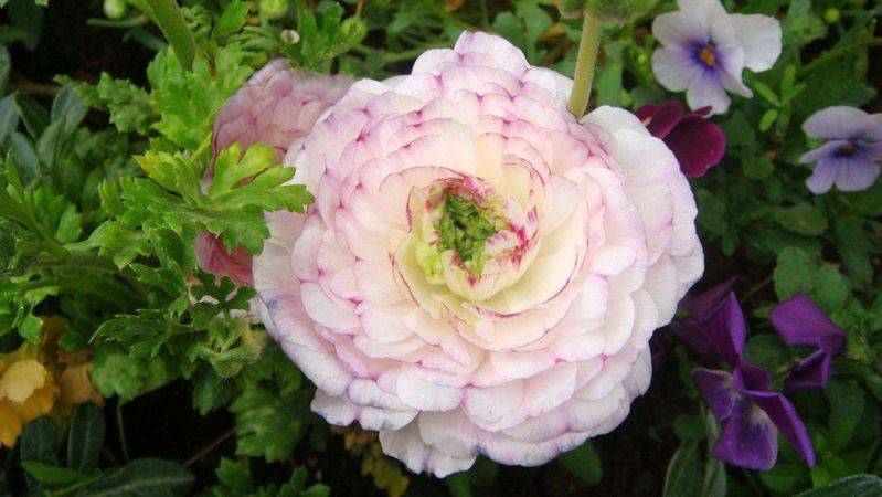 花毛茛种植方法