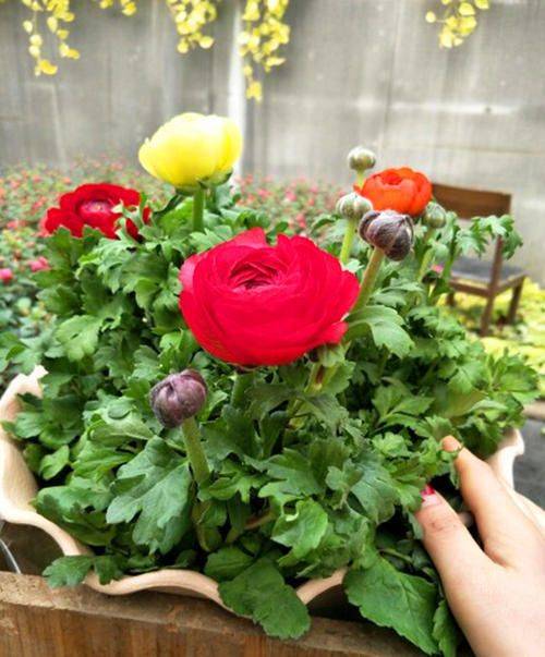 花毛茛种植方法