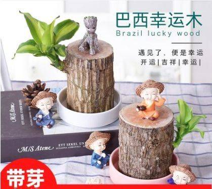 Zebra's youthful cultivation methods