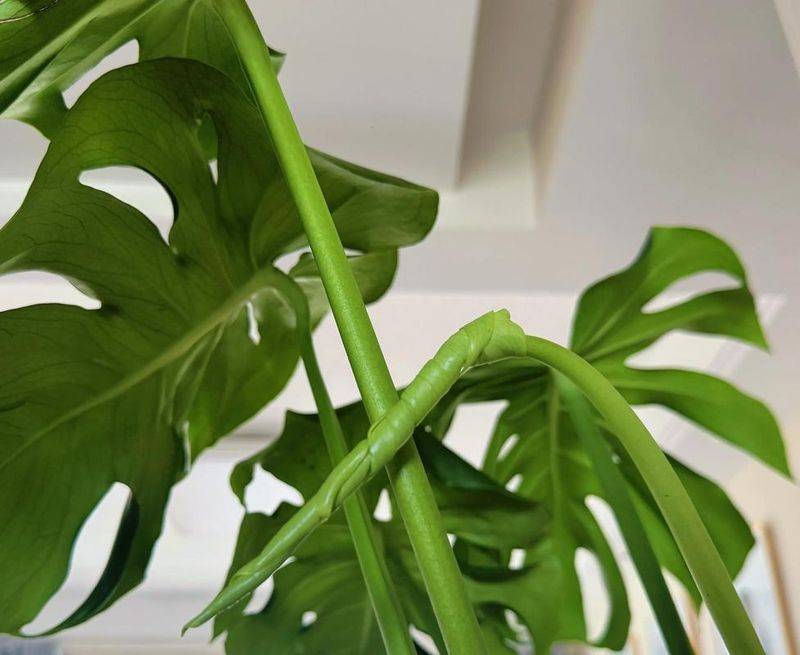 Zebra's youthful cultivation methods