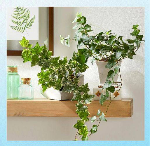 Zebra's youthful cultivation methods