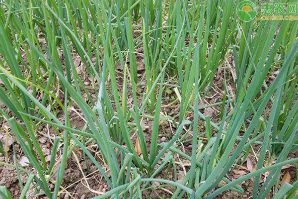 小葱的种植方法