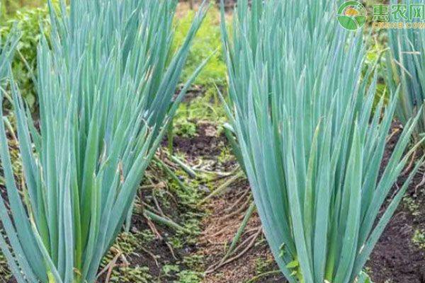 小葱的种植方法