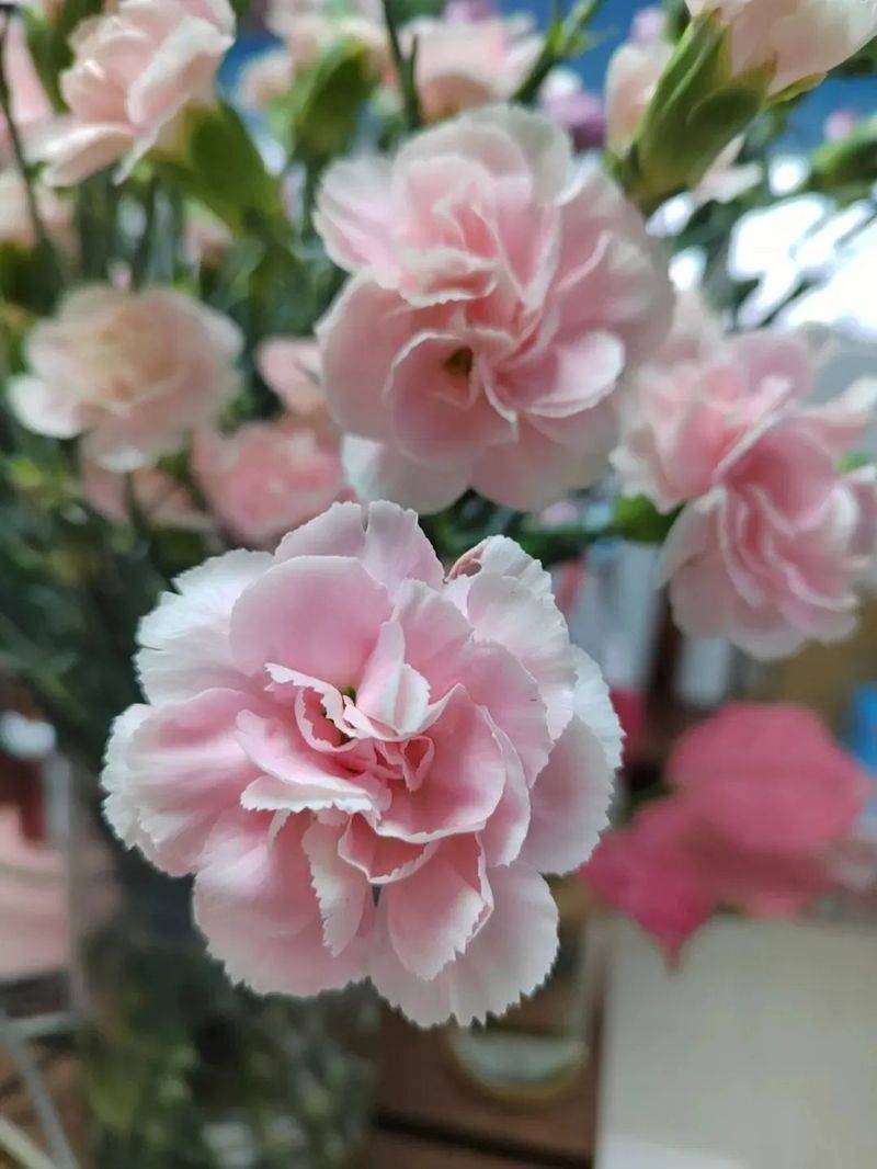 康乃馨种子的种植方法