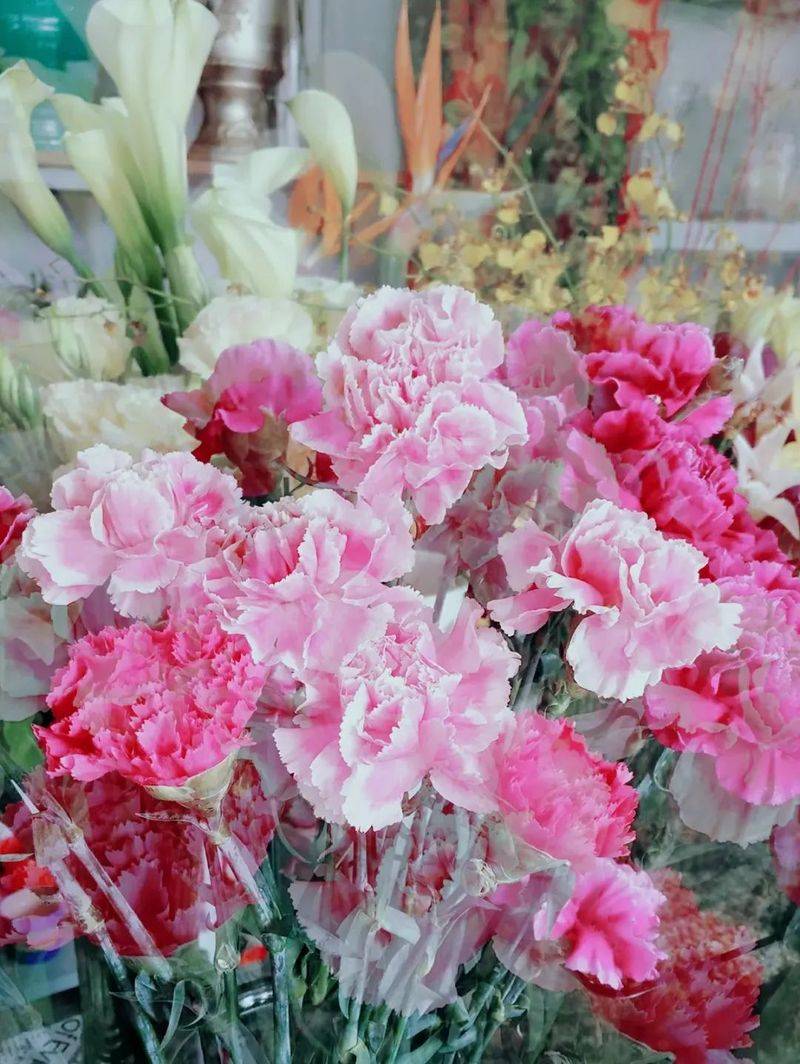 康乃馨种子的种植方法