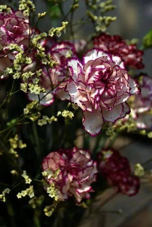 康乃馨种子的种植方法