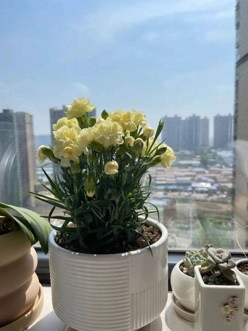 康乃馨种子的种植方法