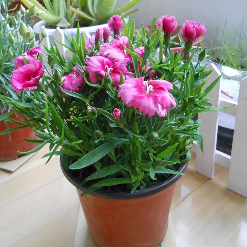 康乃馨种子的种植方法