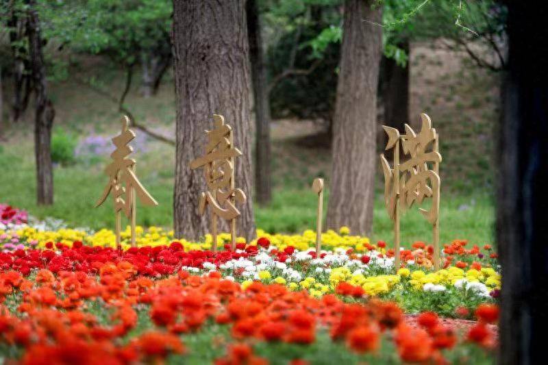 花毛茛种植方法