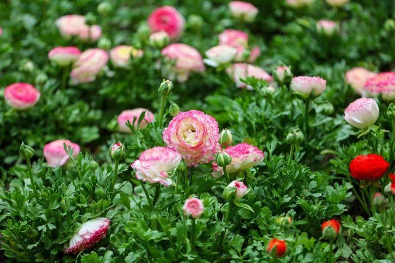 花毛茛种植方法