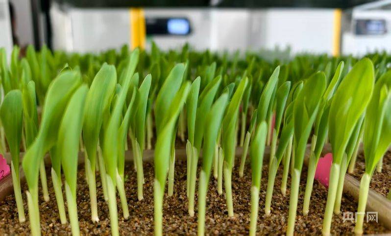 有机农业种植技术