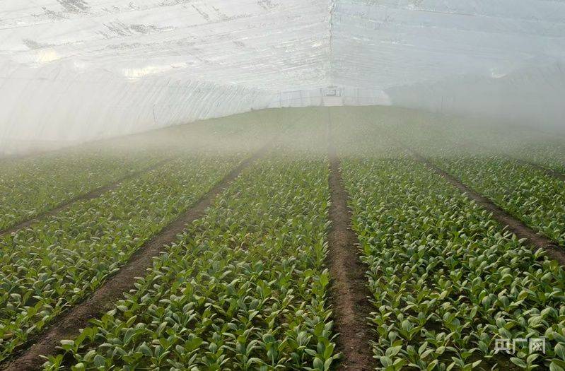 有机农业种植技术