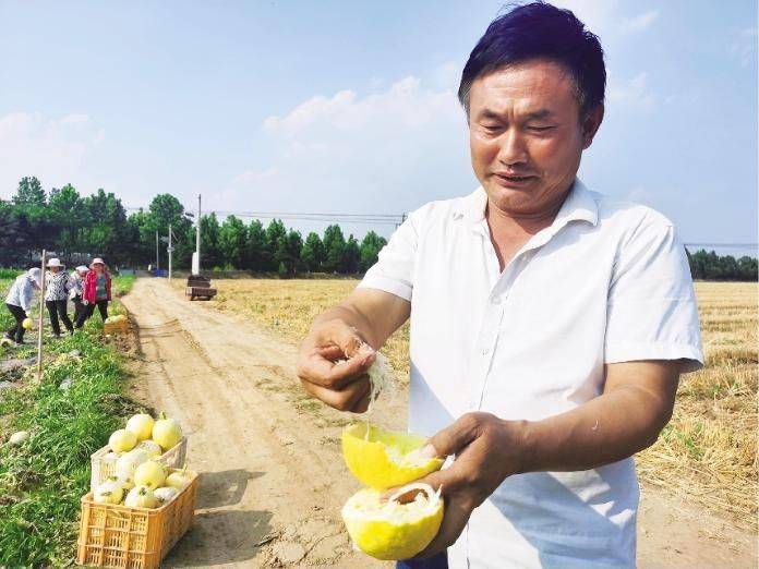 金丝瓜种植技术