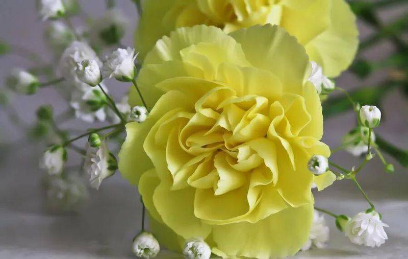 康乃馨种子的种植方法