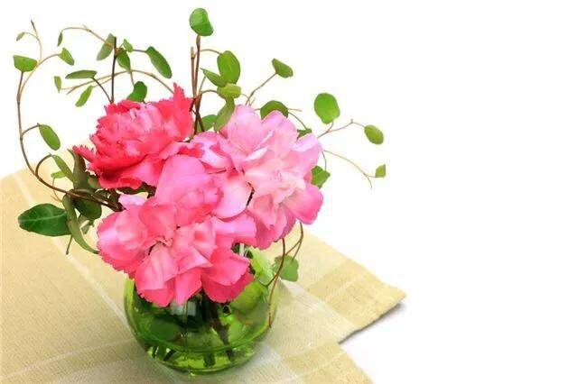 康乃馨种子的种植方法