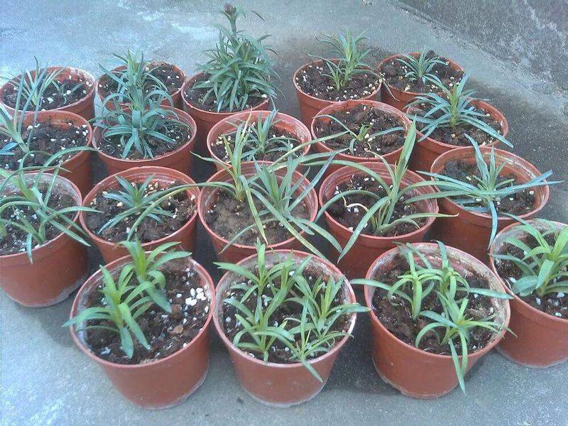 康乃馨种子的种植方法