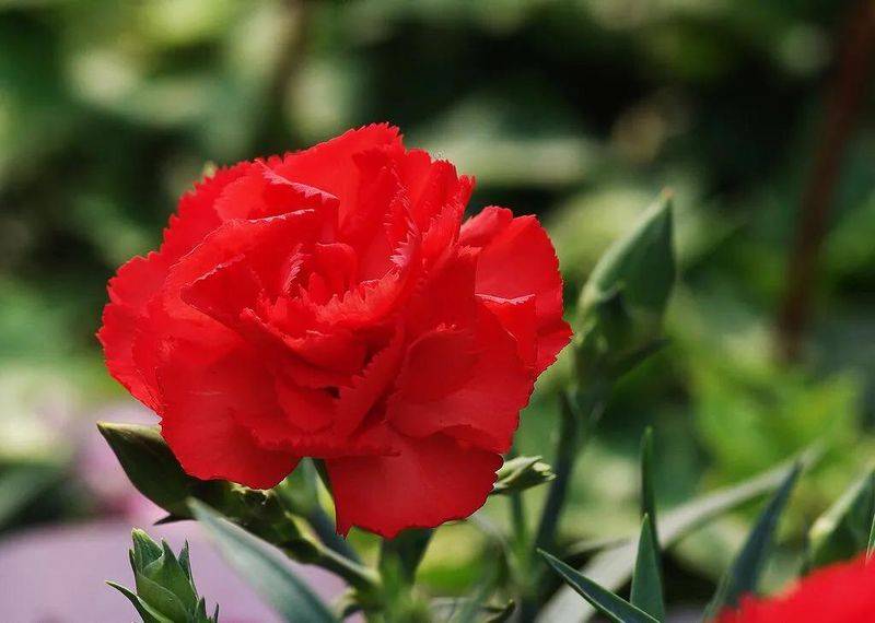 康乃馨种子的种植方法