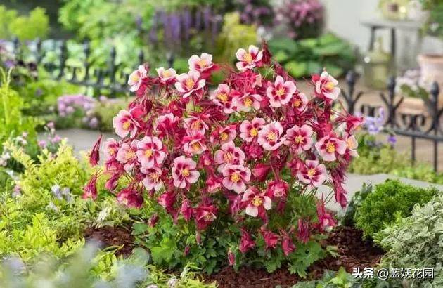 花毛茛种植方法