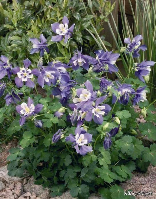 花毛茛种植方法