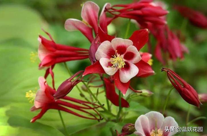 花毛茛种植方法