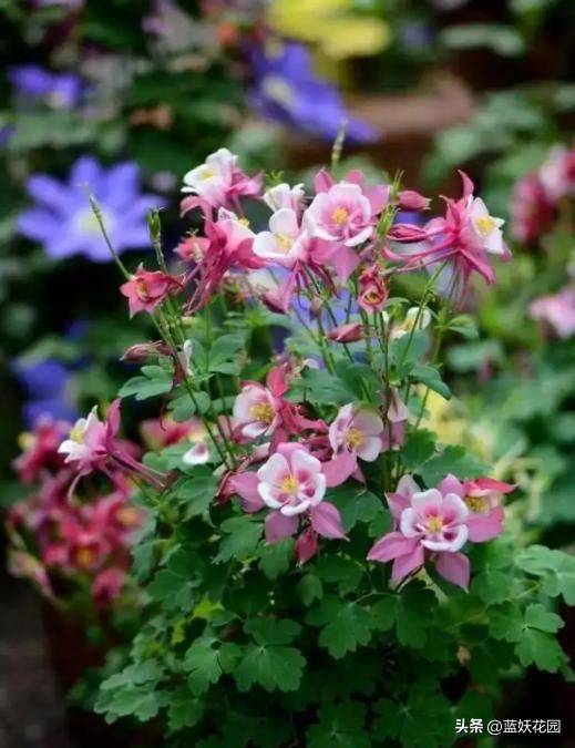 花毛茛种植方法