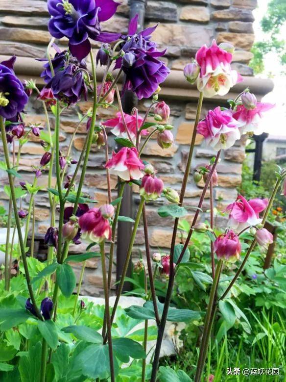 花毛茛种植方法