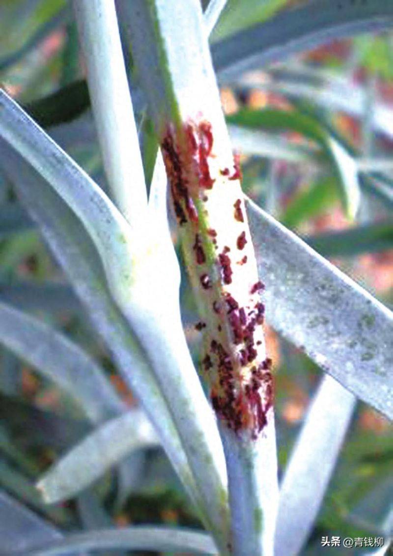 康乃馨种子的种植方法