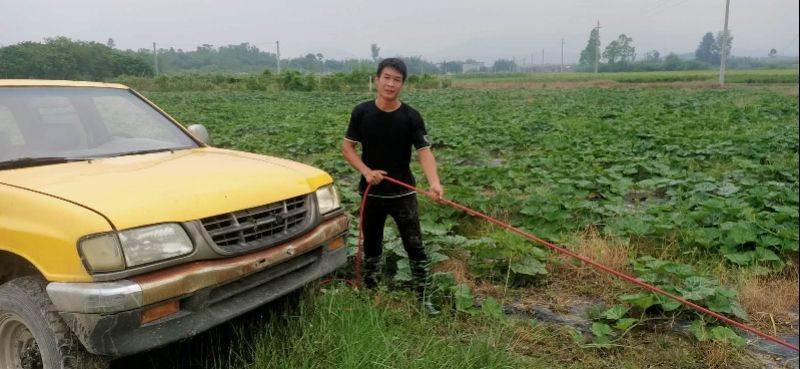 金丝瓜种植技术