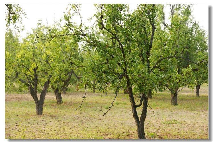 灵乌大枣种植技术指导书