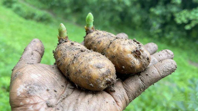 昭通天麻种植技术