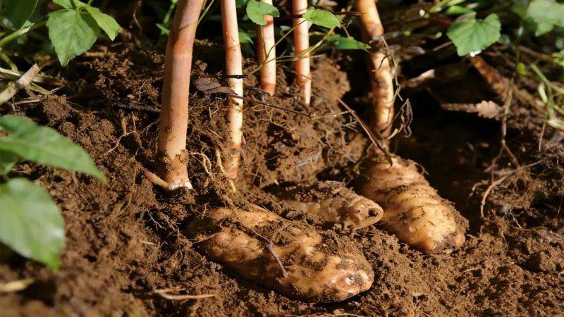 昭通天麻种植技术