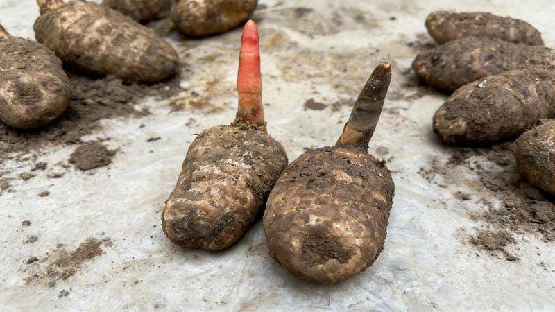 昭通天麻种植技术