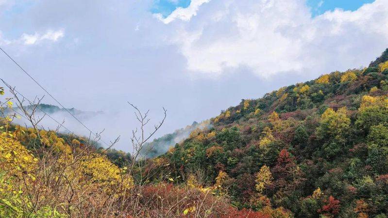 昭通天麻种植技术