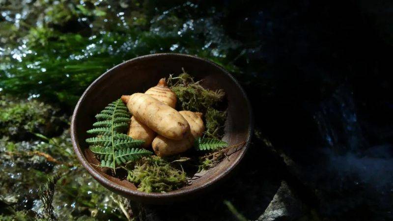 昭通天麻种植技术