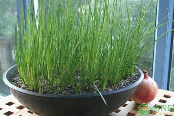 小葱的种植方法