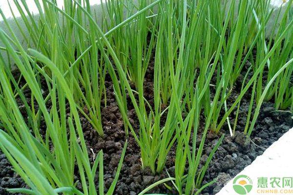 小葱的种植方法