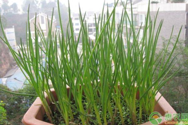 小葱的种植方法