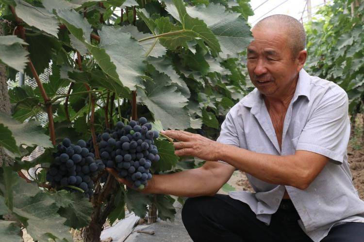 大棚葡萄种植技术