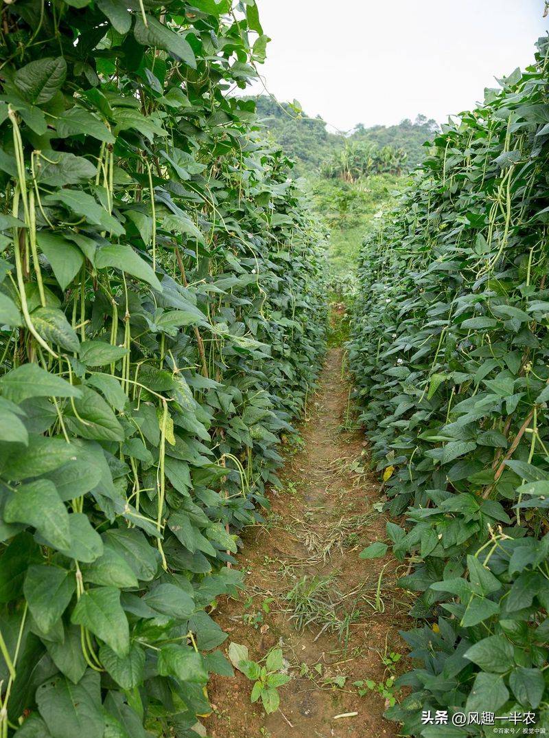 种植蔬菜用什么水肥好
