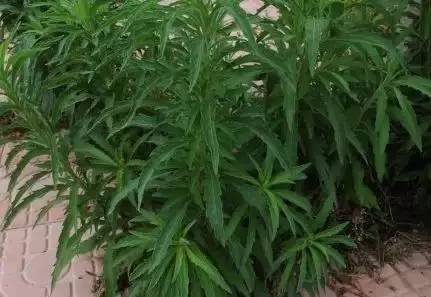 A tutorial on the method of growing grass