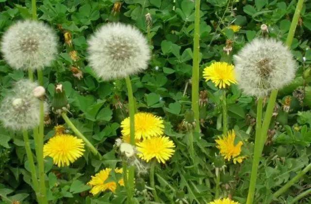 A tutorial on the method of growing grass