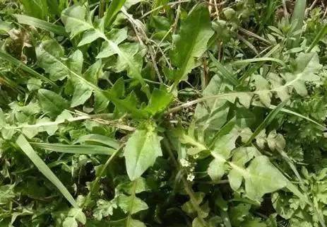 A tutorial on the method of growing grass