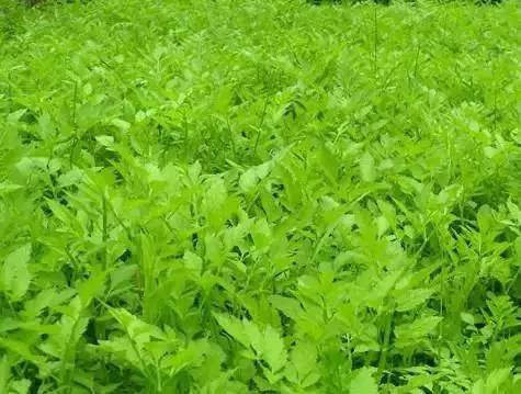A tutorial on the method of growing grass