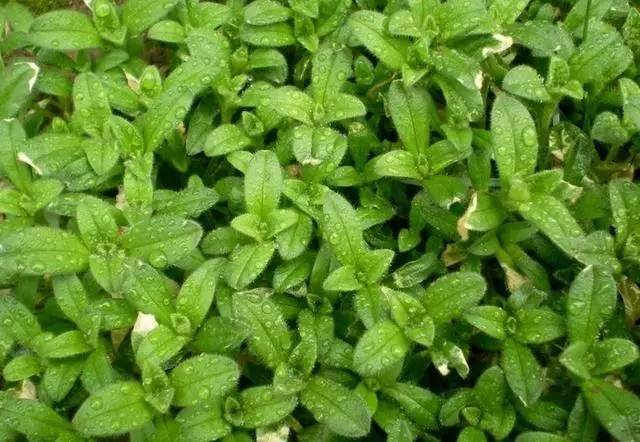 A tutorial on the method of growing grass